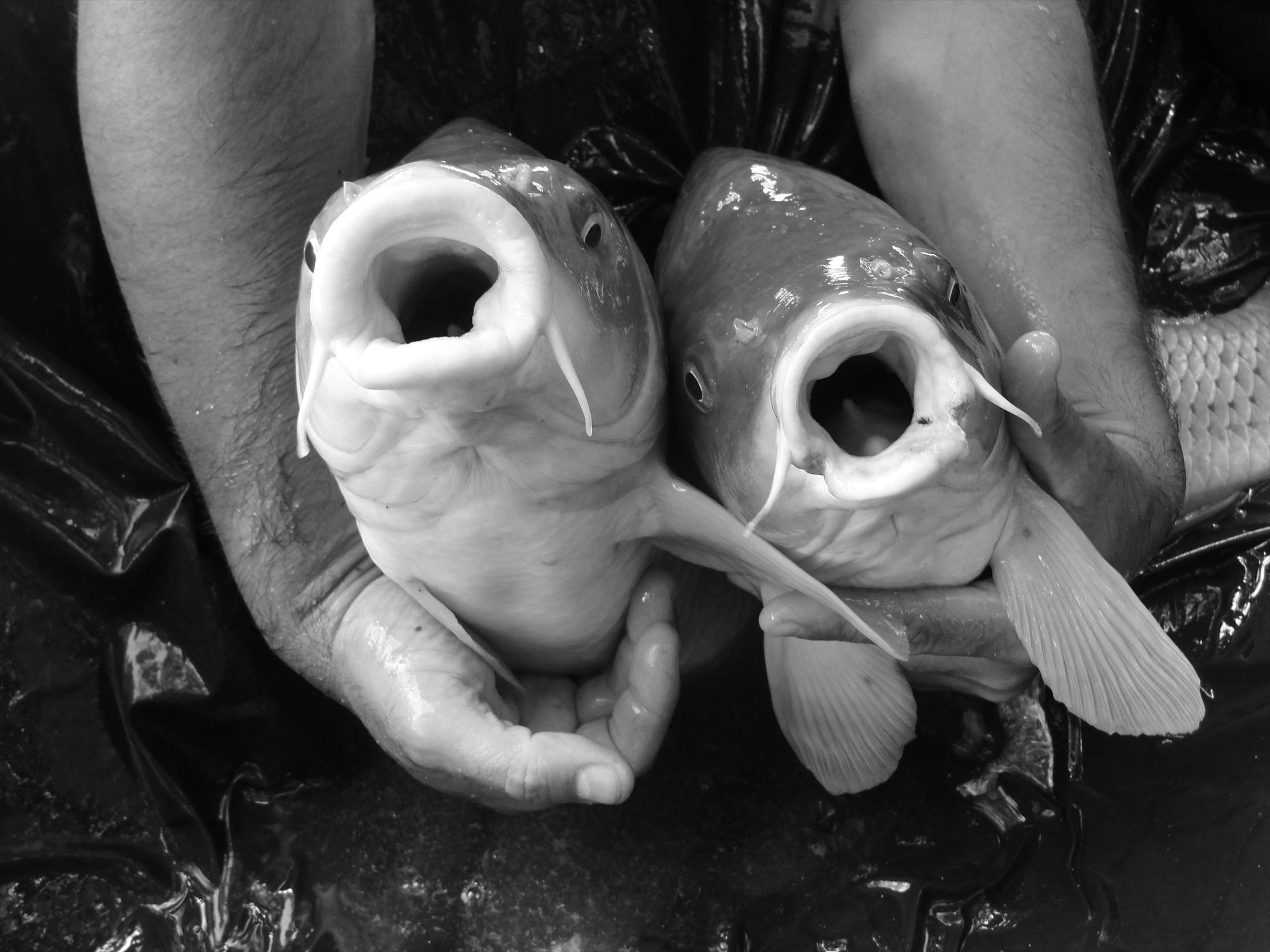 Moara Vlasiei 2 - 9 iunie partea a doua